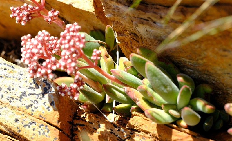 Crassula ausensis subsp. ausensis photo 3