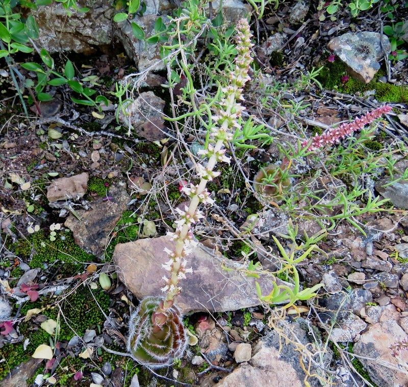 Crassula barbata subsp. barbata