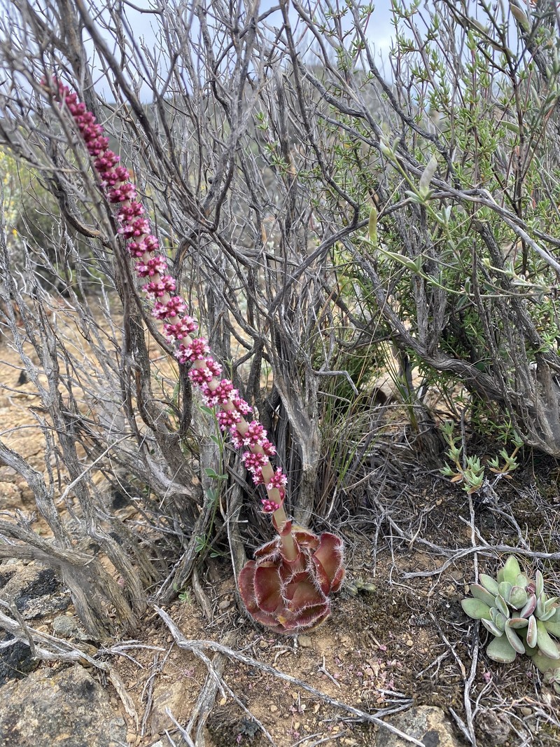 Crassula barbata subsp. barbata photo 2