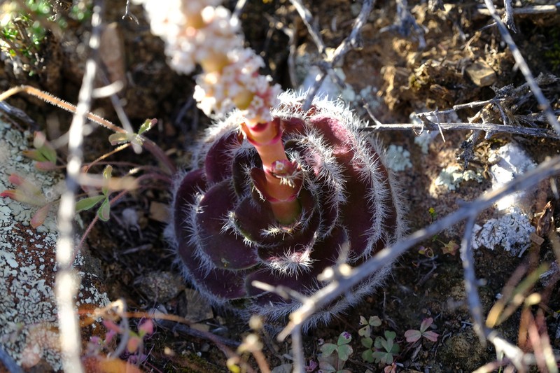 Crassula barbata subsp. barbata photo 3