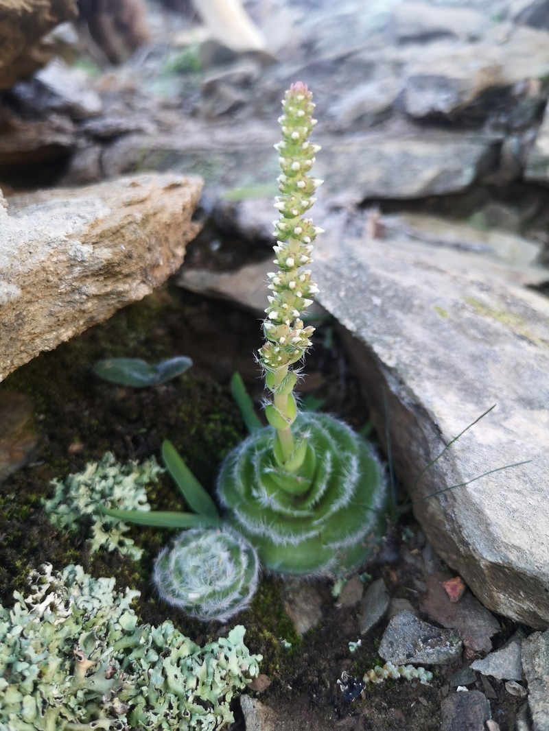 Crassula barbata subsp. barbata photo 4