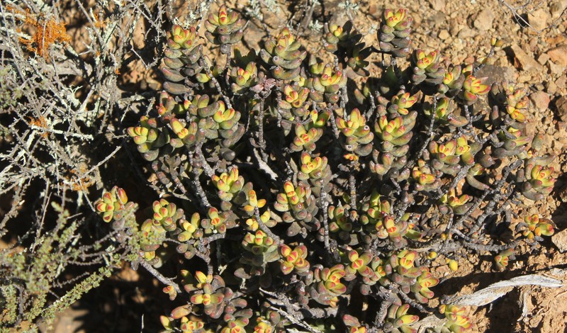 Crassula brevifolia subsp. brevifolia