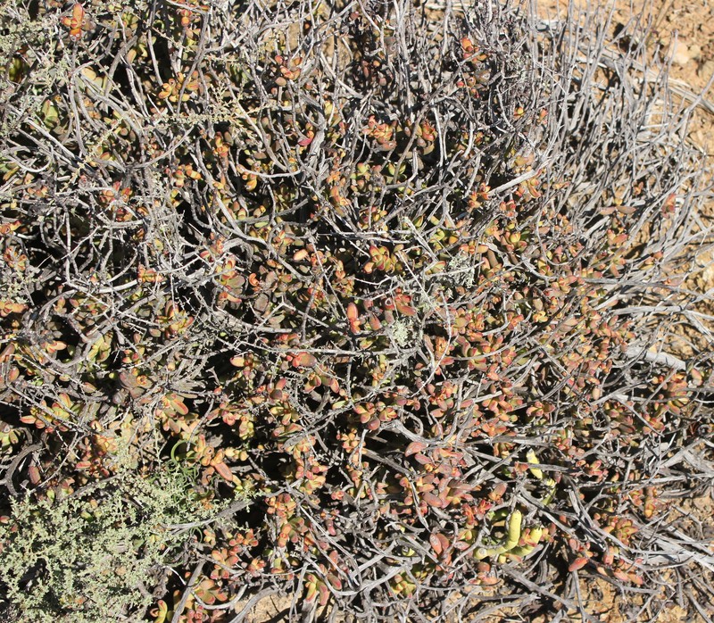 Crassula brevifolia subsp. brevifolia photo 2