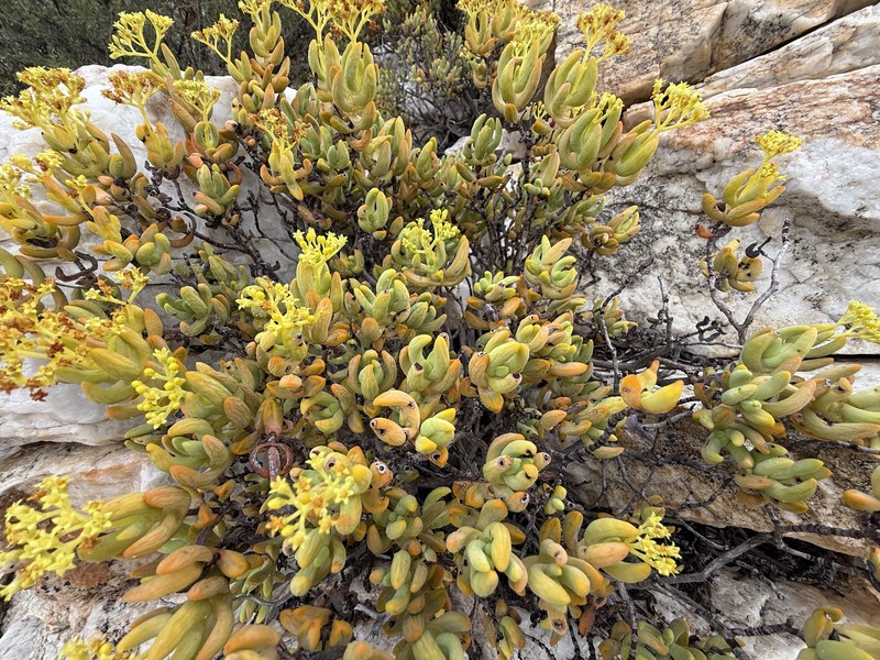Crassula brevifolia subsp. brevifolia photo 3