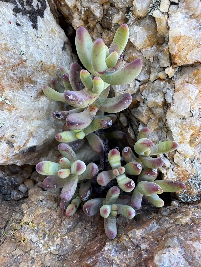 Crassula brevifolia subsp. brevifolia photo 4