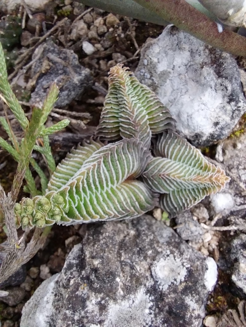 Crassula calcarea
