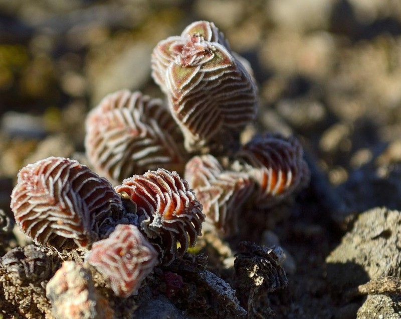 Crassula calcarea photo 2