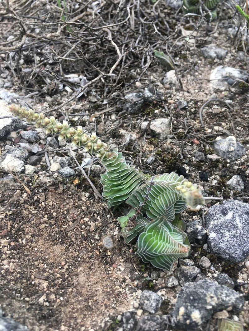 Crassula calcarea photo 3