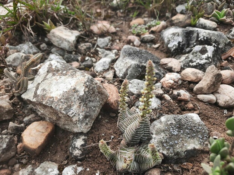 Crassula calcarea photo 4