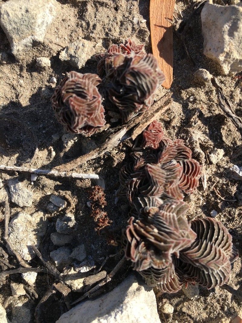 Crassula calcarea photo 5