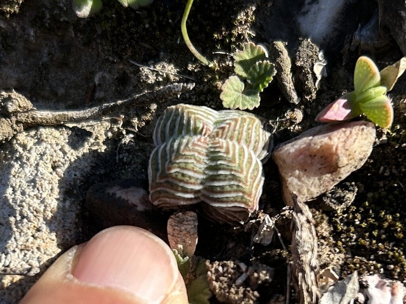 Crassula calcarea photo 6