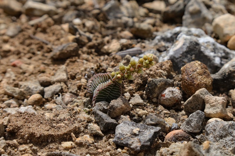 Crassula calcarea photo 7