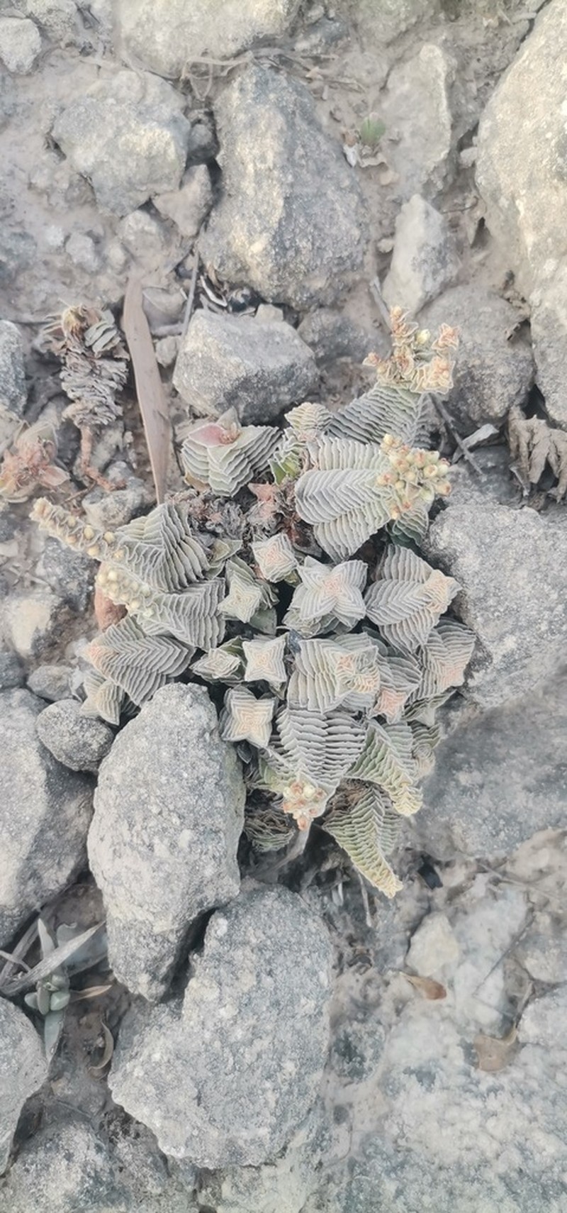 Crassula calcarea photo 8