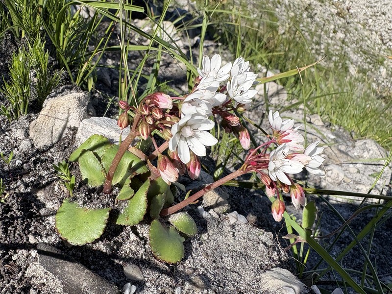 Crassula capensis var. capensis