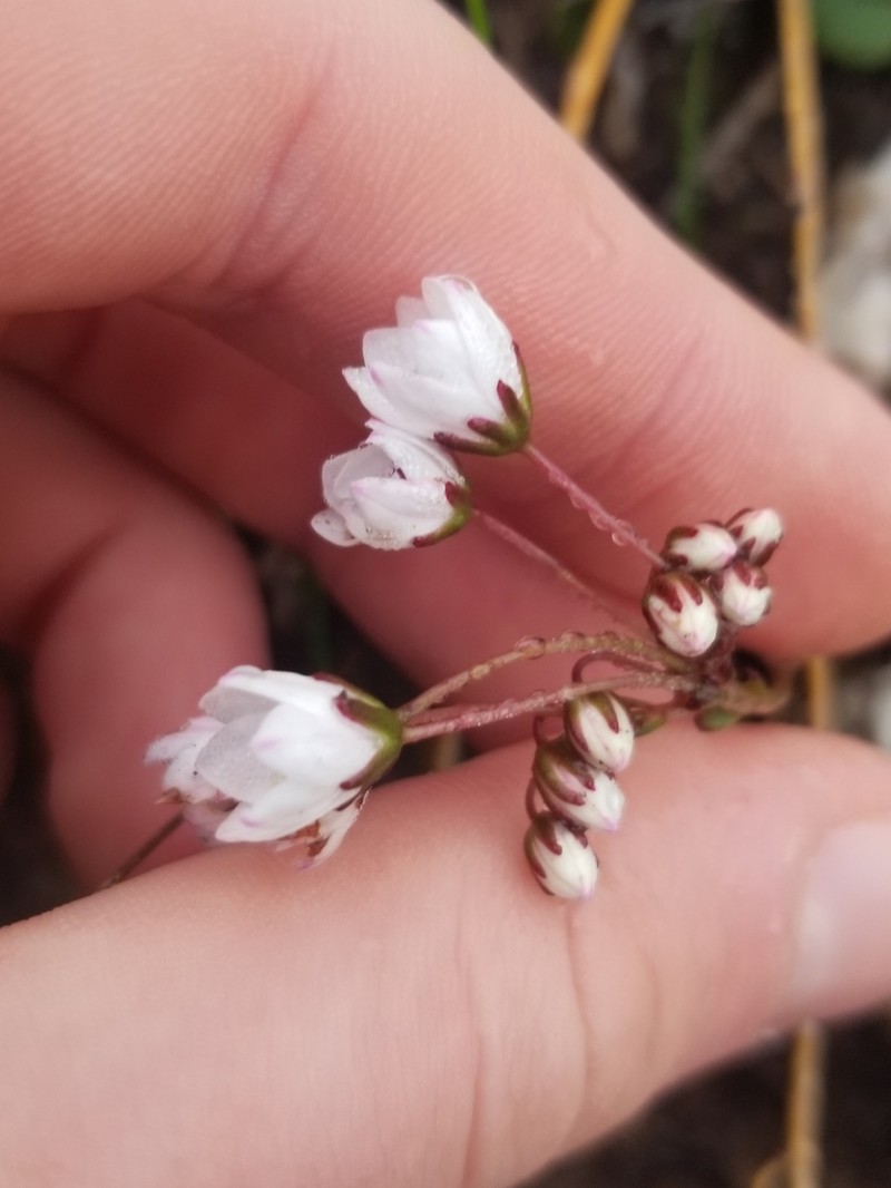Crassula capensis var. capensis photo 2