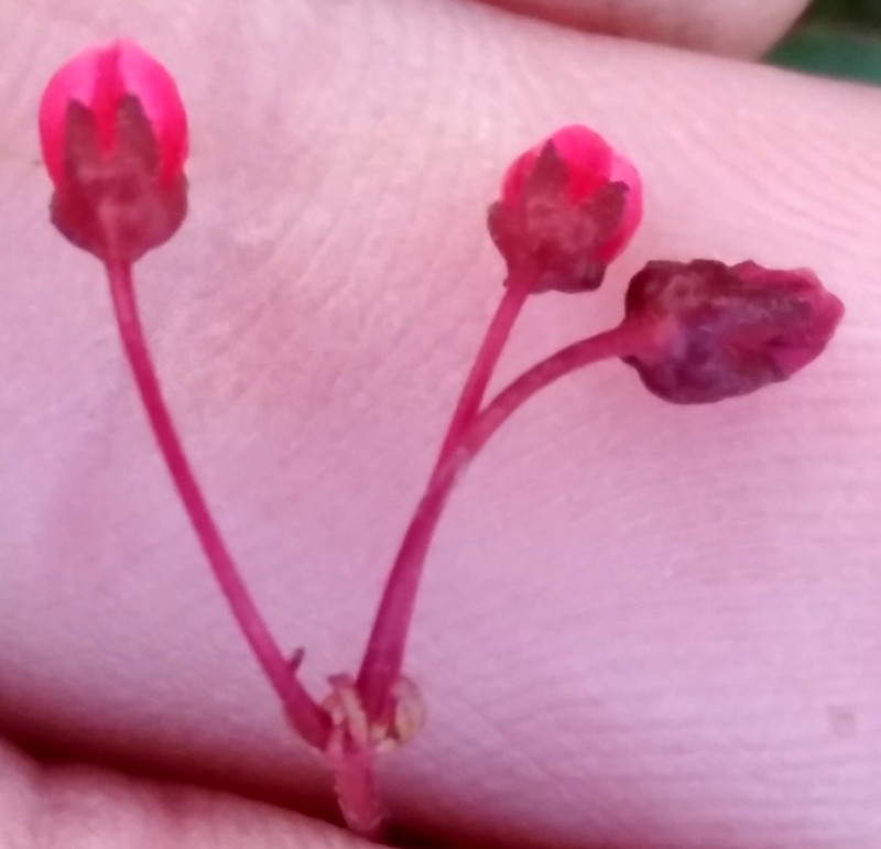 Crassula capensis var. capensis photo 3
