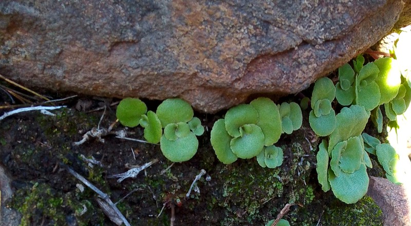 Crassula capensis var. capensis photo 4
