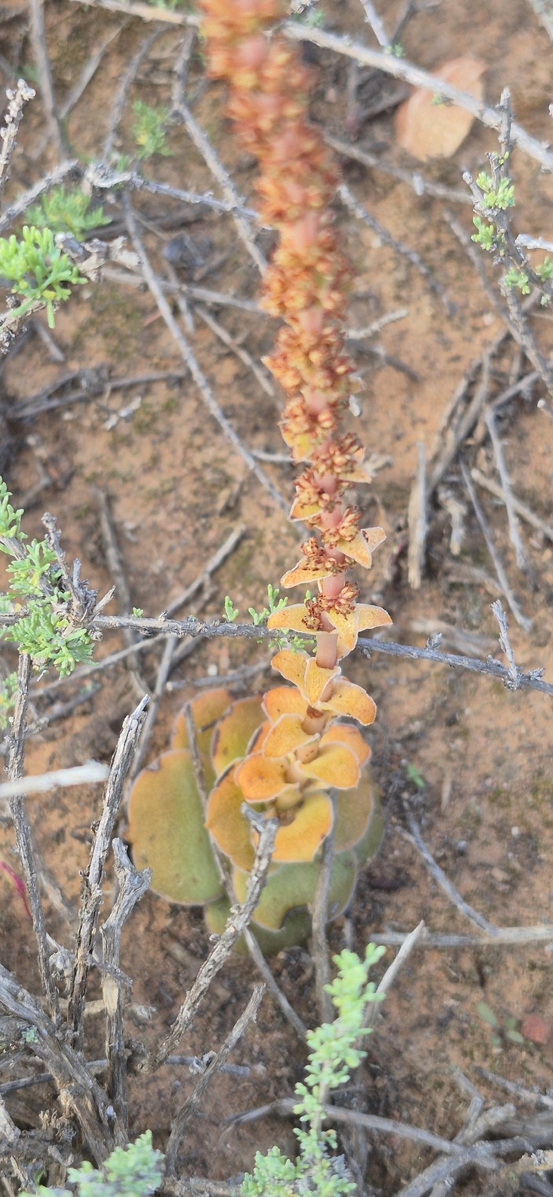 Crassula capitella subsp. capitella