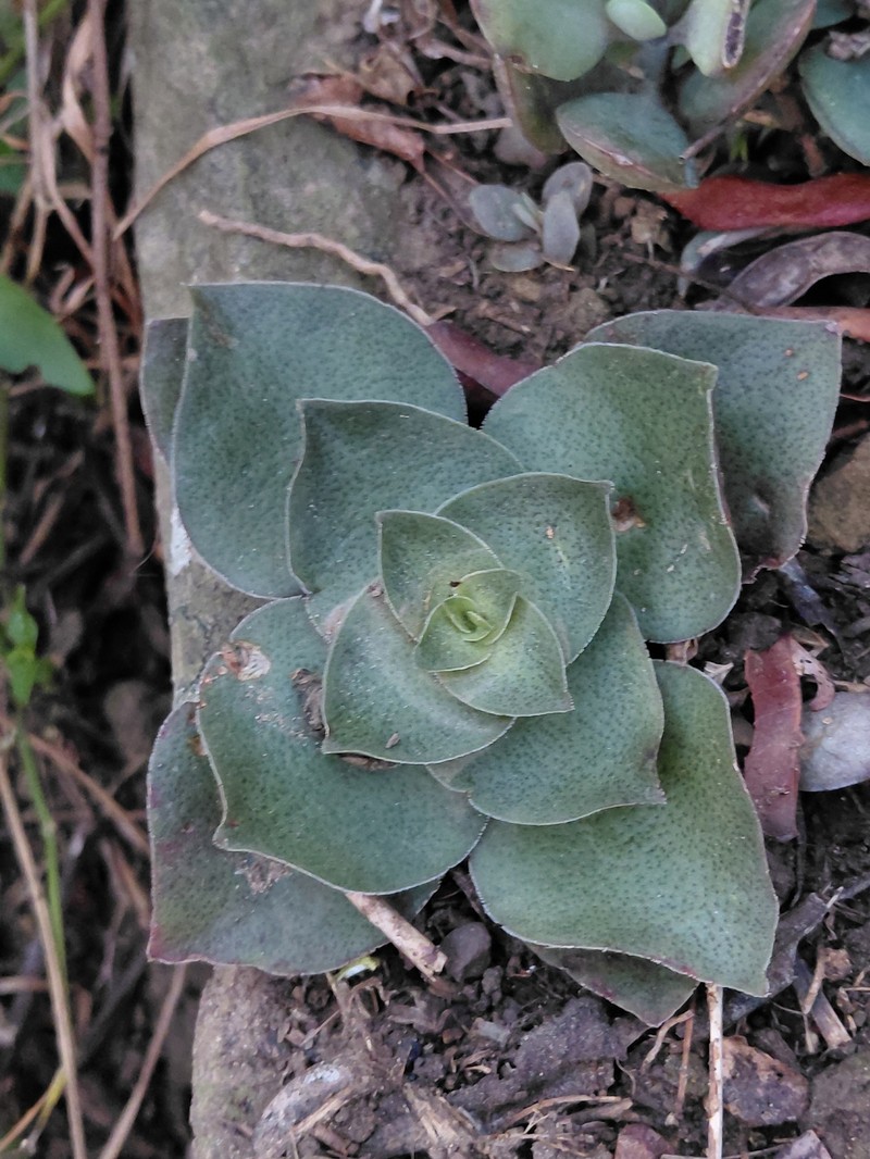 Crassula capitella subsp. capitella photo 3