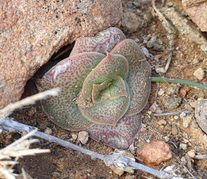 Crassula capitella subsp. capitella photo 4