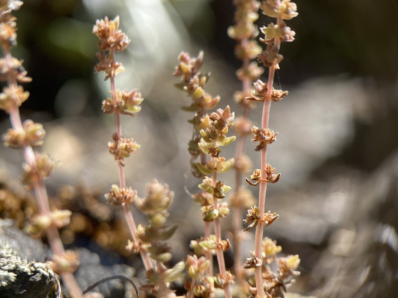 Crassula colligata subsp. colligata