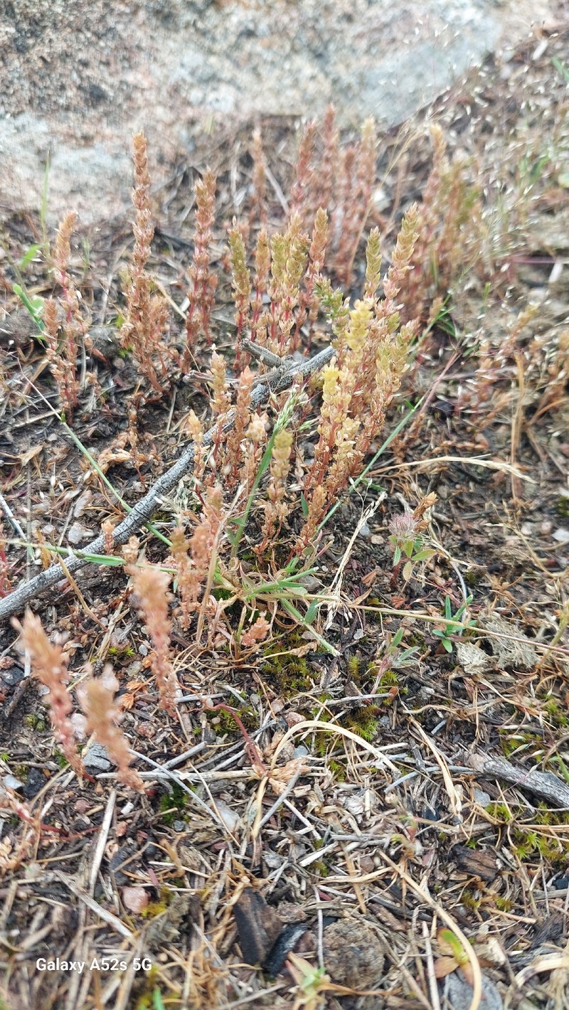 Crassula colligata subsp. colligata photo 2