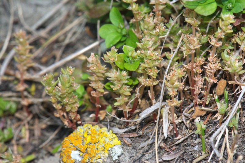 Crassula colligata subsp. colligata photo 4