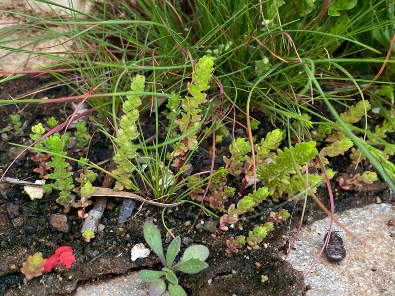 Crassula colorata var. colorata