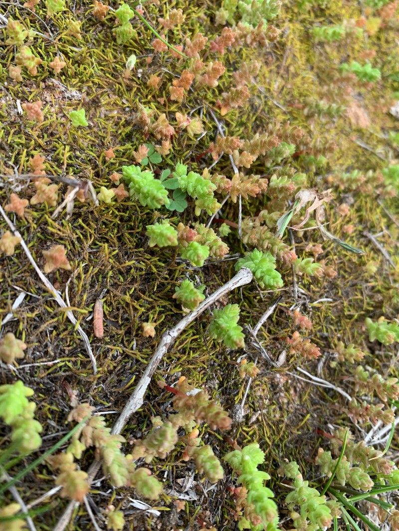 Crassula colorata var. colorata photo 2