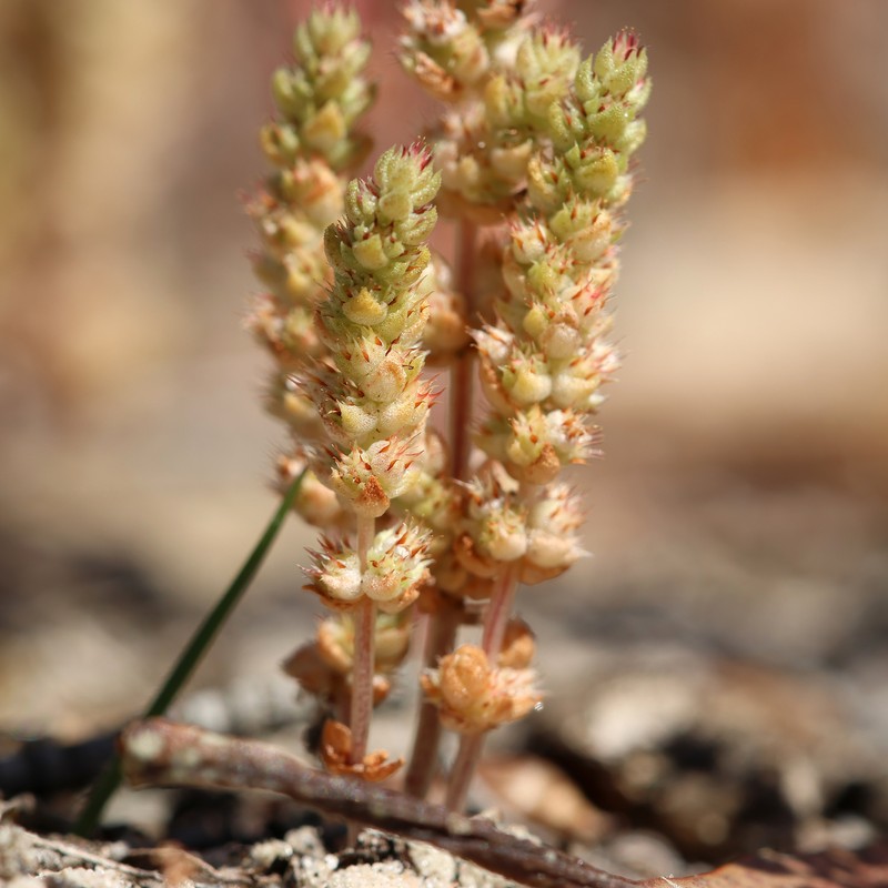 Crassula colorata var. colorata photo 3