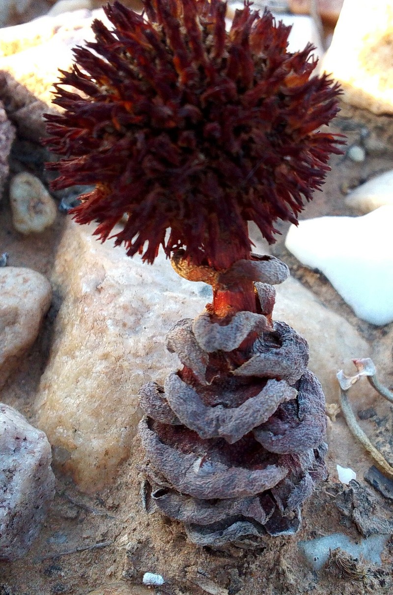 Crassula columnaris subsp. columnaris