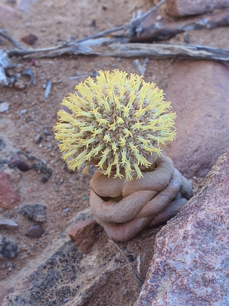 Crassula columnaris subsp. columnaris photo 2