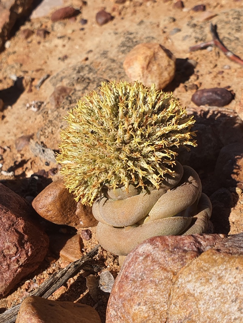 Crassula columnaris subsp. columnaris photo 3