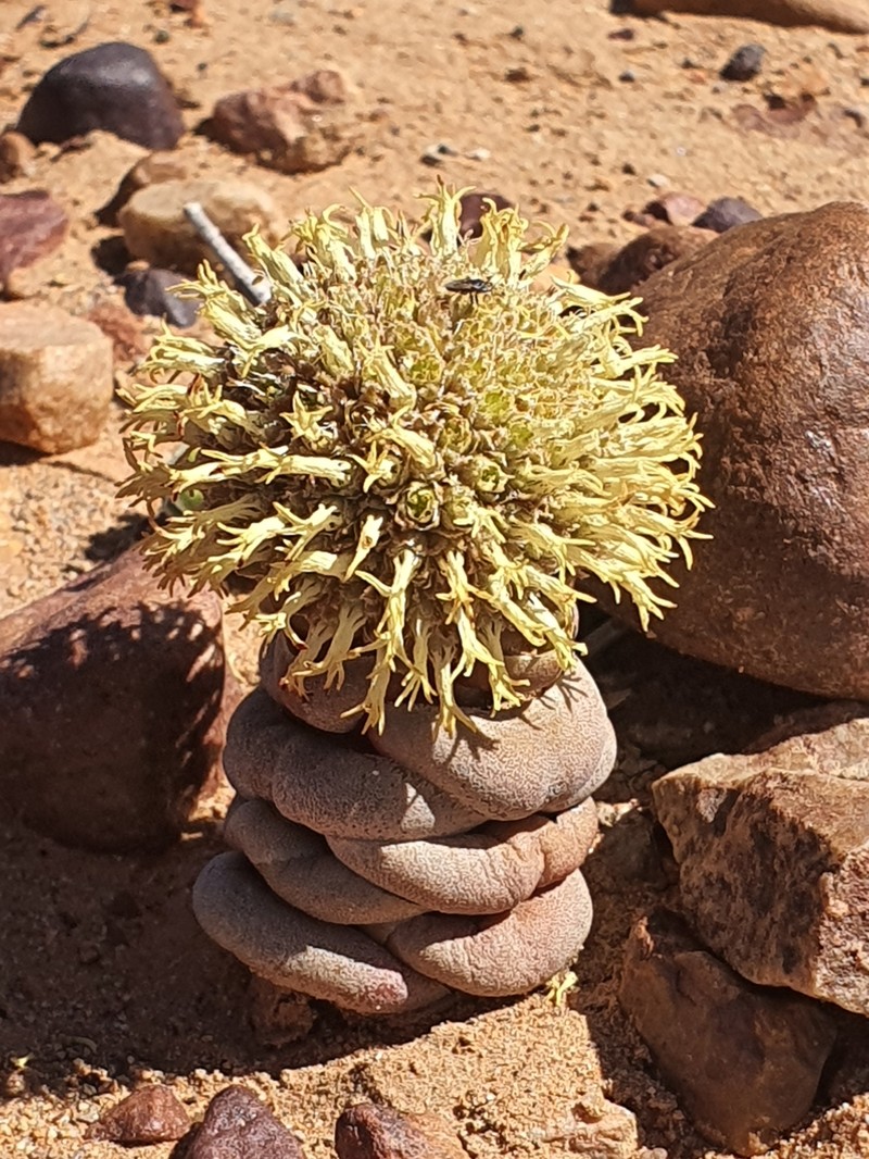 Crassula columnaris subsp. columnaris photo 4