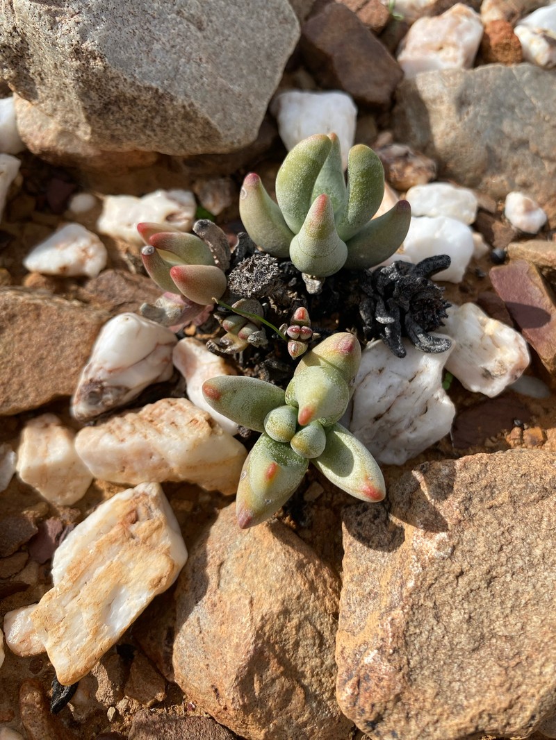 Crassula congesta subsp. congesta