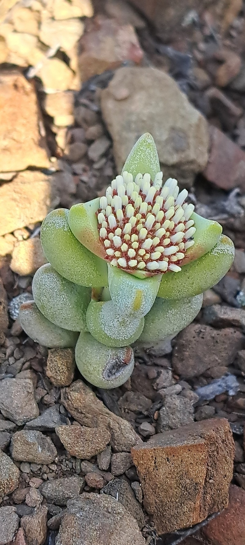 Crassula congesta subsp. congesta photo 2