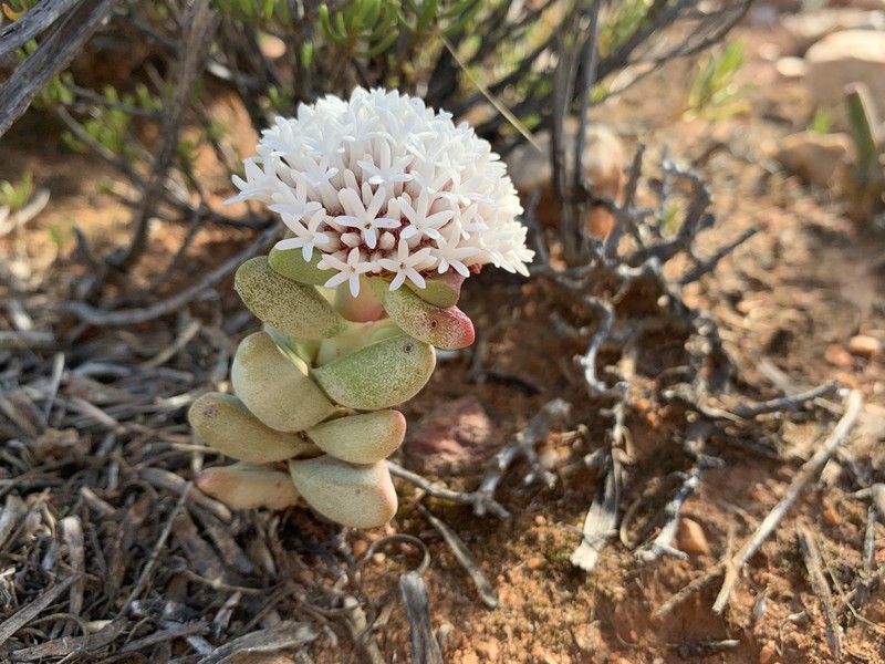 Crassula congesta subsp. congesta photo 3