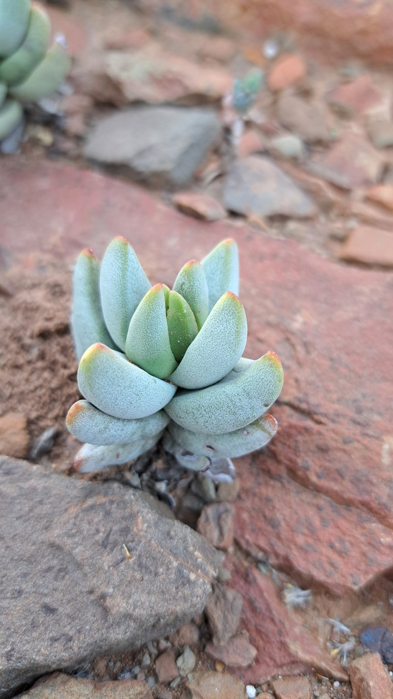 Crassula congesta subsp. congesta photo 4