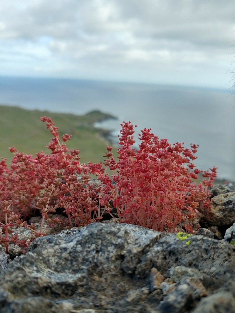 Sand Pygmyweed