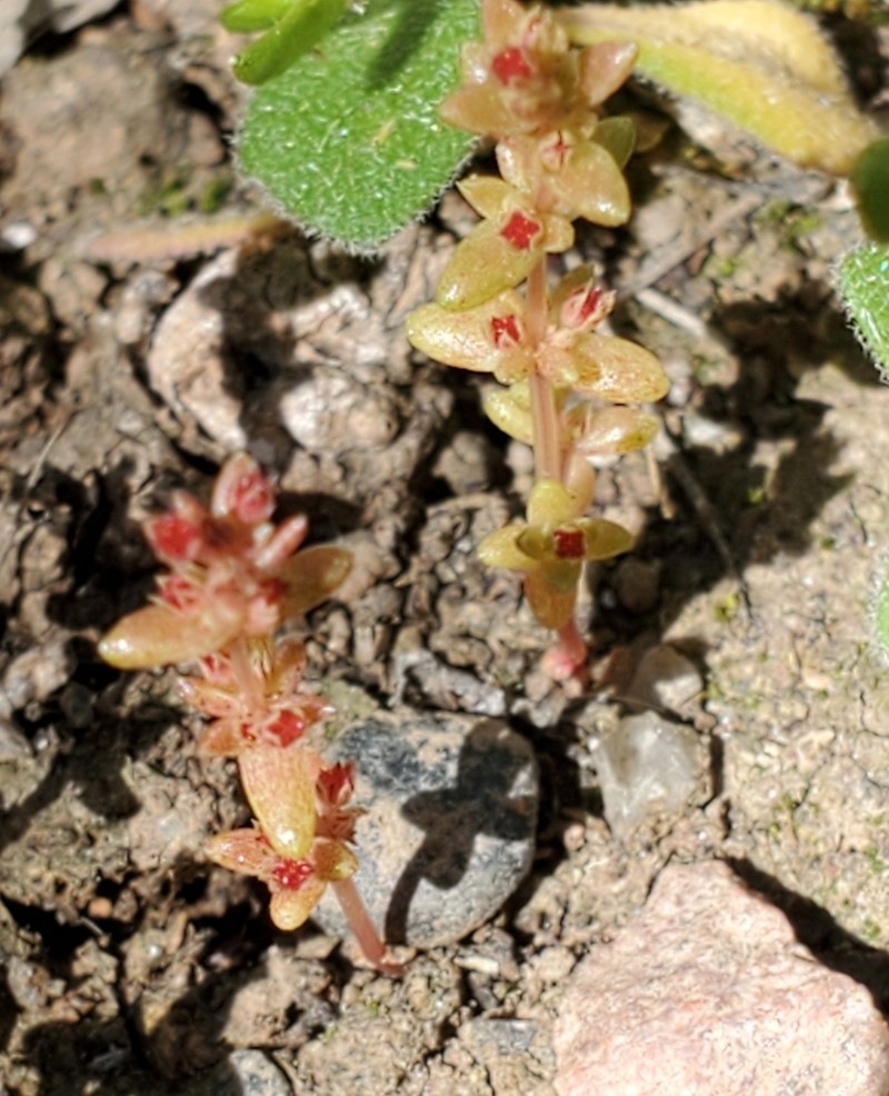 Sand Pygmyweed photo 2