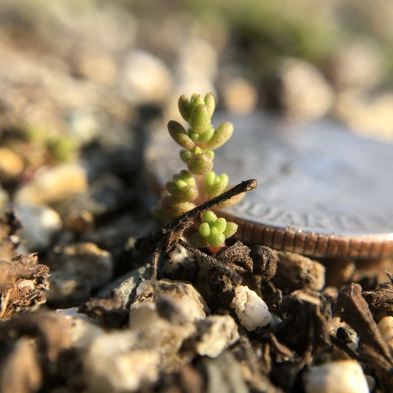 Sand Pygmyweed photo 3