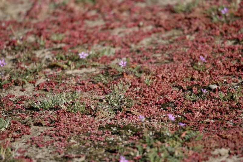 Sand Pygmyweed photo 4