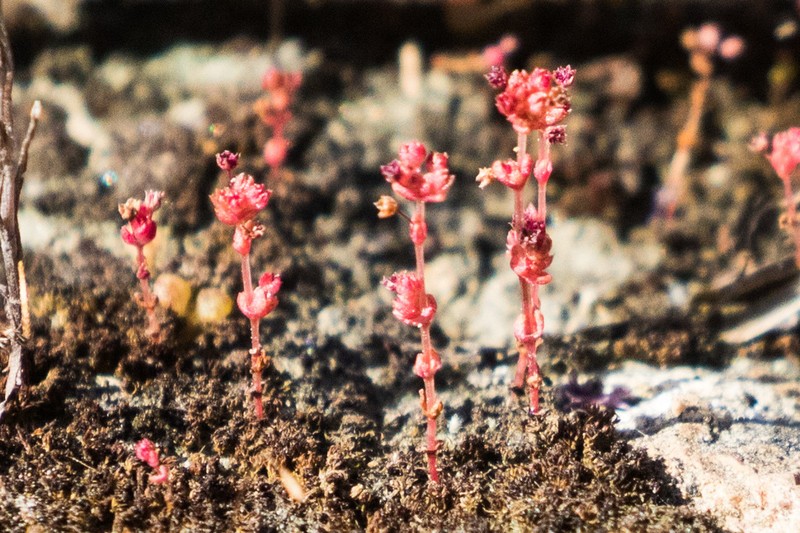 Sand Pygmyweed photo 5