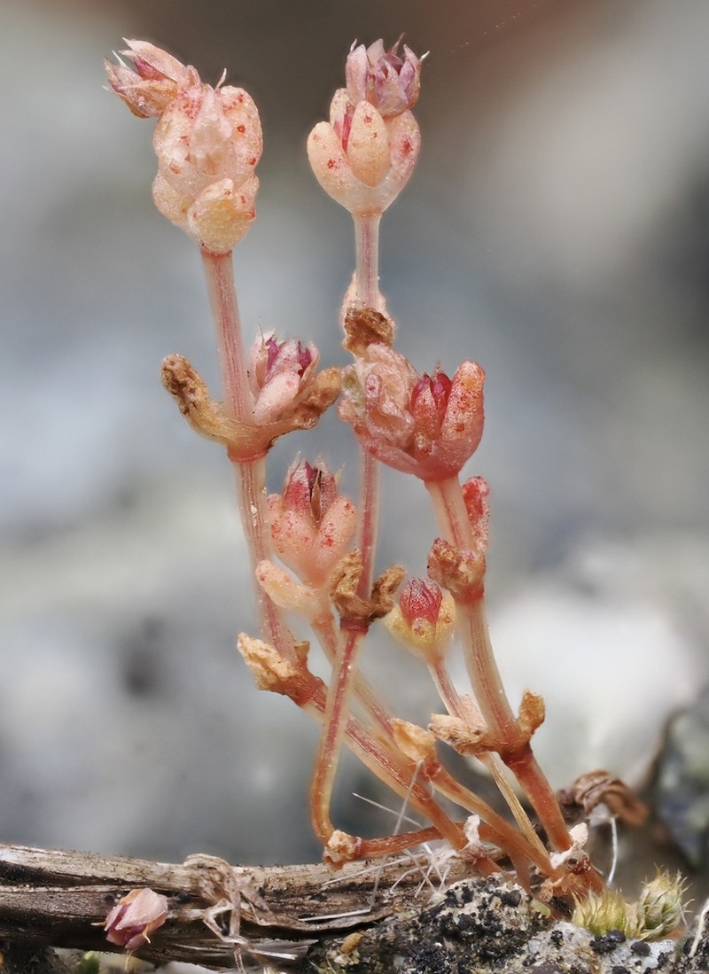 Sand Pygmyweed photo 6