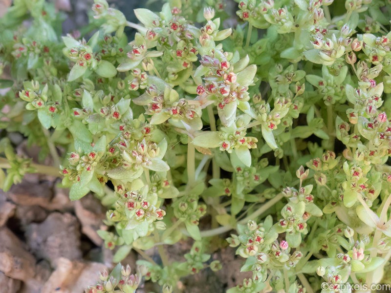 Sand Pygmyweed photo 7
