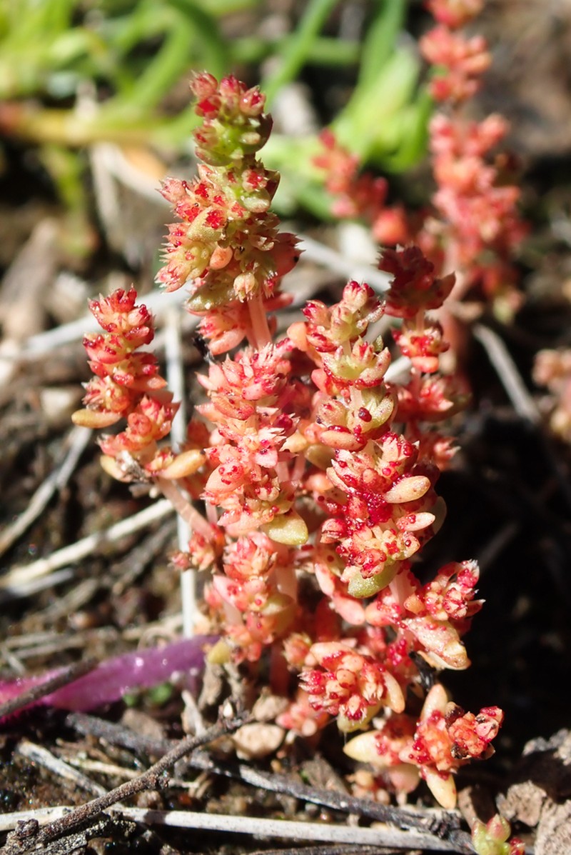Sand Pygmyweed photo 8