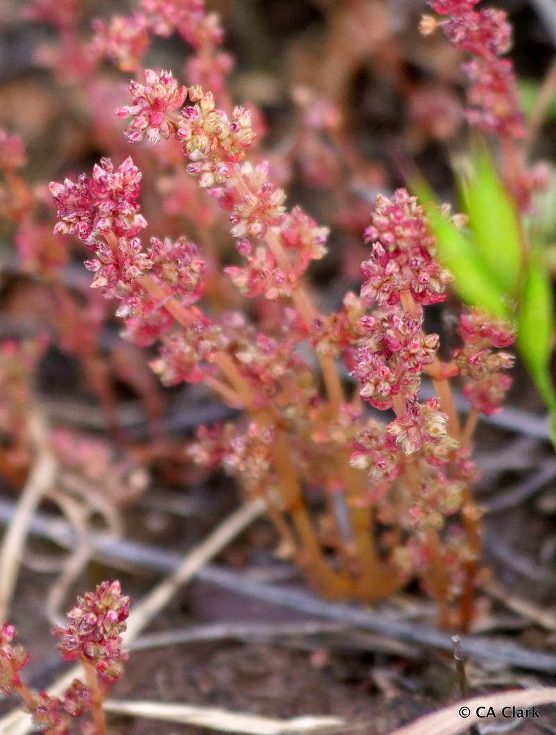 Crassula connata var. connata