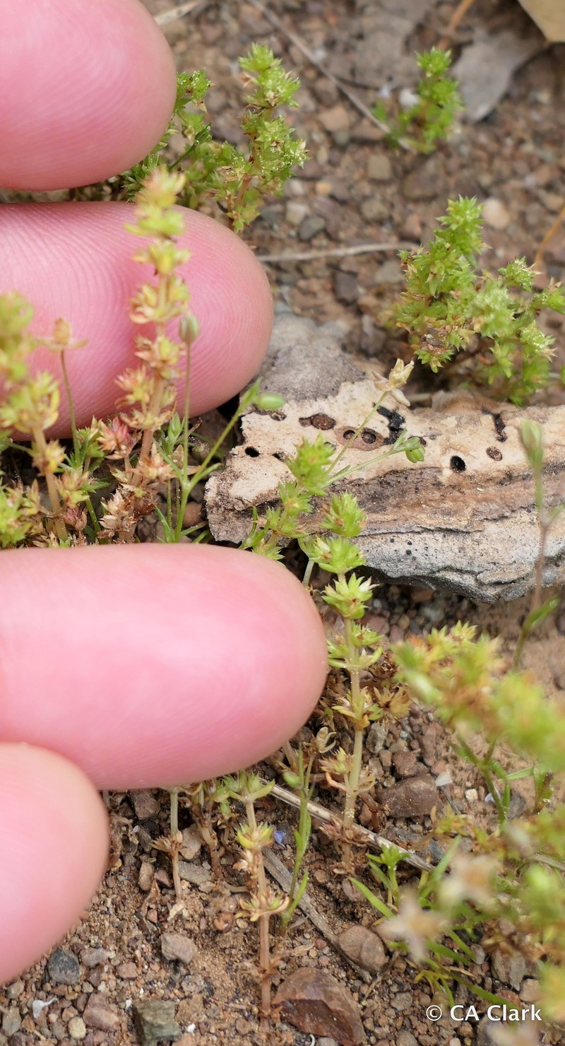 Crassula connata var. connata photo 2