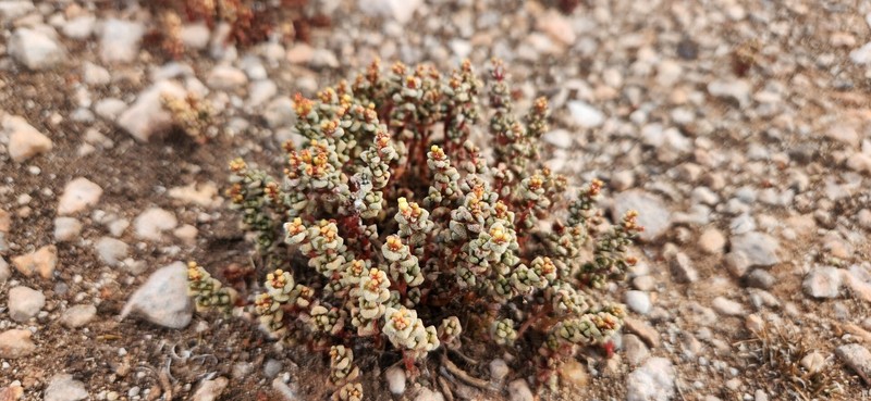 Crassula corallina subsp. corallina