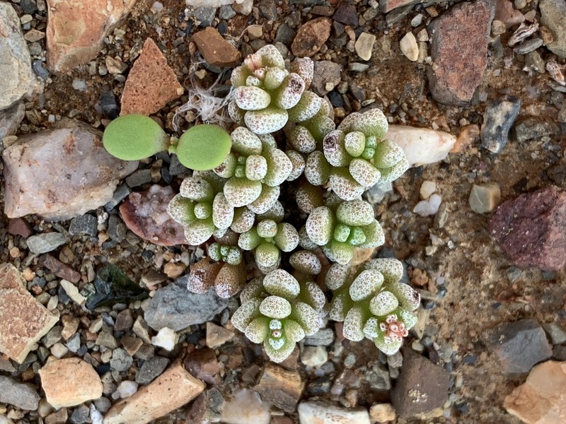 Crassula corallina subsp. corallina photo 2